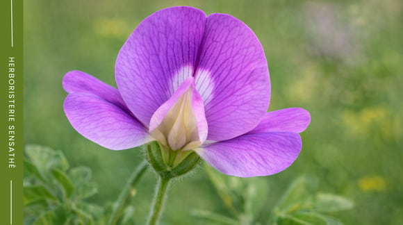 Fleur papilionacée typique de la famille des Fabacées en gros plan botanique - Herboristerie Sensathé
